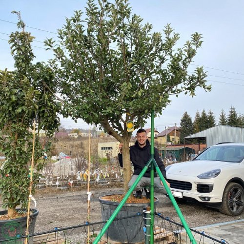 Jabloň domáca (Malus domestica) ´GOLDEN DELICIOUS´ - zimná, výška 300+ cm, obvod kmeňa 35/40 cm, kont. C290L